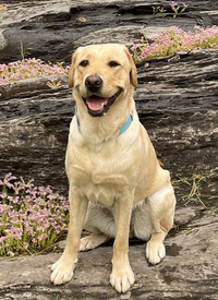 K9 Derby