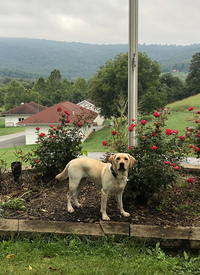 K9 Camille