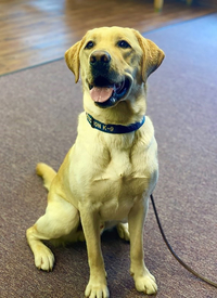K9 Jackson