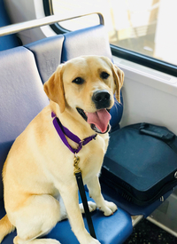 K9 Piper