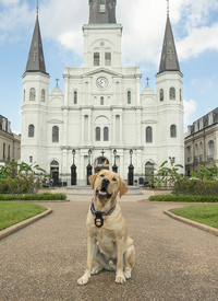 K9 Zeus