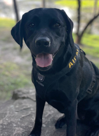K9 E.J.
