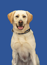 K9 Lily