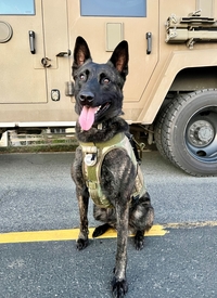 K9 Thanos