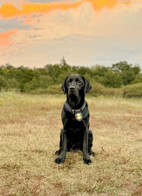 K9 - Tara