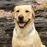 K9 Derby