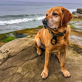 K9 Barny