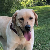K9 Camille