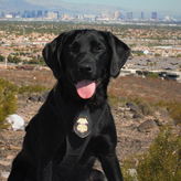K9 Carolina