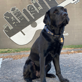 K9 Corey