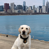 K9 Darwin
