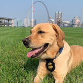K9 Diggs