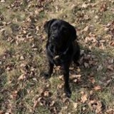 K9 Hilton