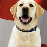 K9 Lady