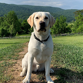 K9 Moby