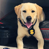 K9 Piper