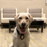K9 Wolfgang