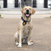 K9 Zeus