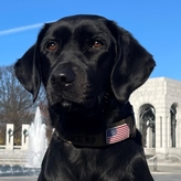 K9 Annie