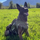 K9 Bubo