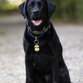 K9 Jersey