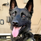 K9 Thanos