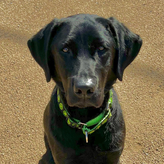 K9 Murphy