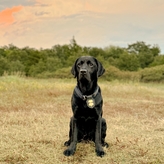 K9 - Tara